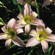 Dallas Star (Double Fan)